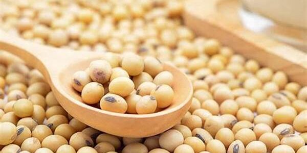 Kacang Kedelai