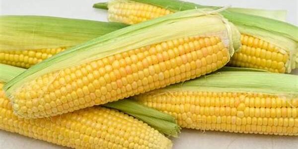 Jagung Manis