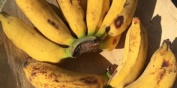 Pisang Raja