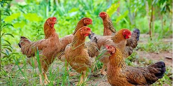 Ayam Kampung