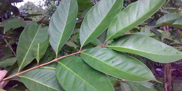 Daun Salam