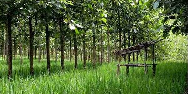 Hutan Pangan