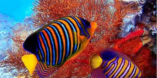 Ikan Laut
