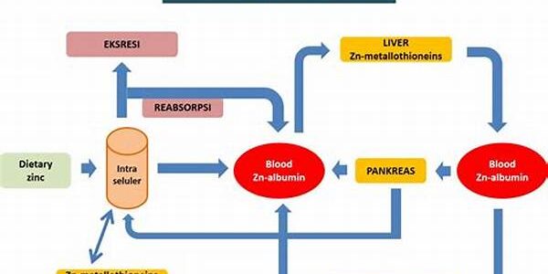 Metabolisme