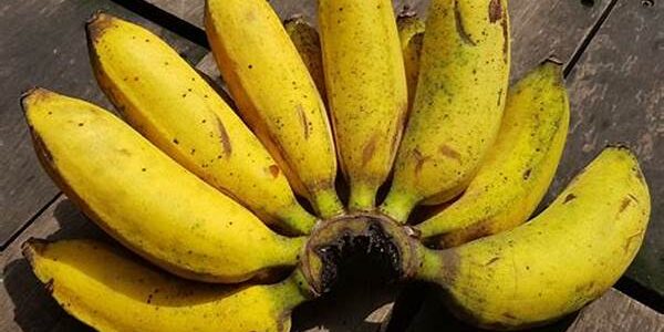 Pisang Ambon
