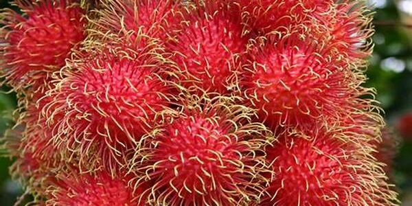 Rambutan