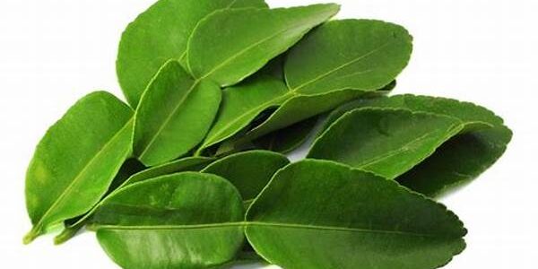 Daun Jeruk