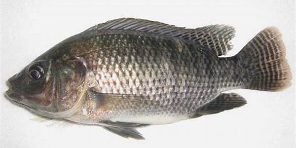 Ikan Nila