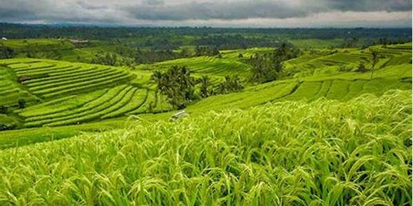 Lahan Pertanian