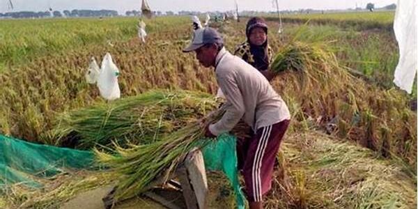 Pendapatan Petani
