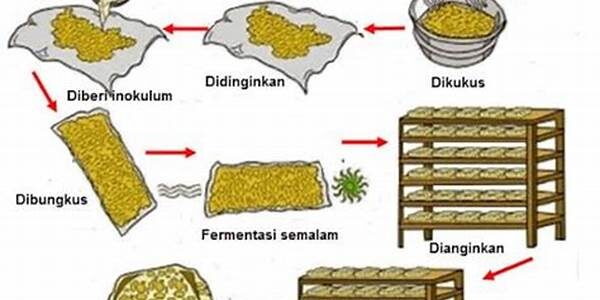 Tempe Fermentasi