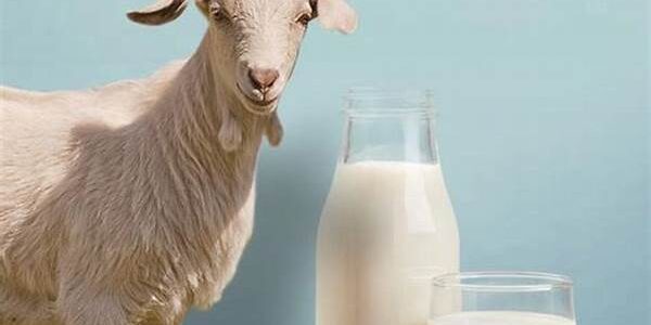 Susu Kambing