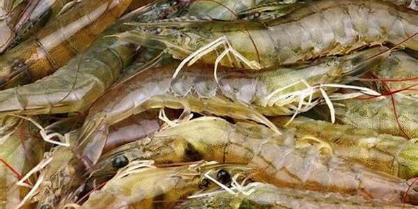 Udang