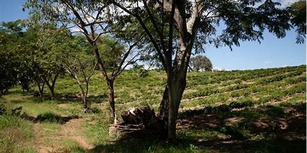 Agroforestry