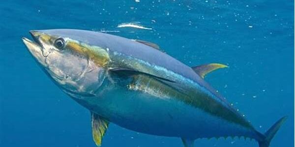 Ikan Tuna Ikan Tuna
