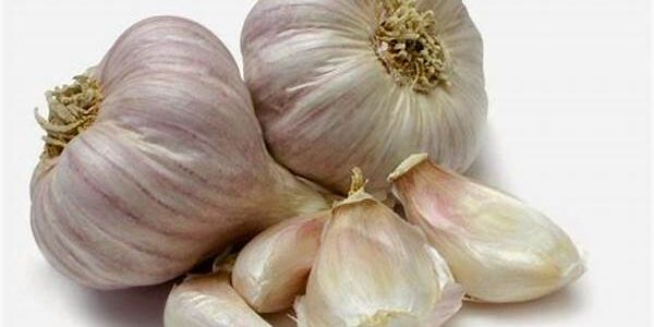 Bawang Putih